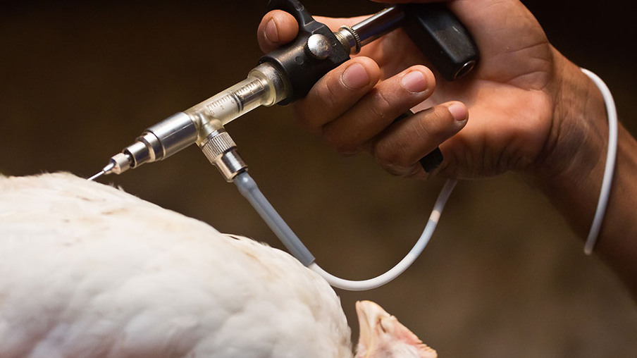 Como o processo de vacinação pode afetar a monitoria sorológica de aves de ciclo longo?