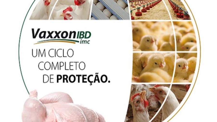 Biovet Vaxxinova lança nova vacina contra Gumboro em frango de corte: Vaxxon IBD IMC