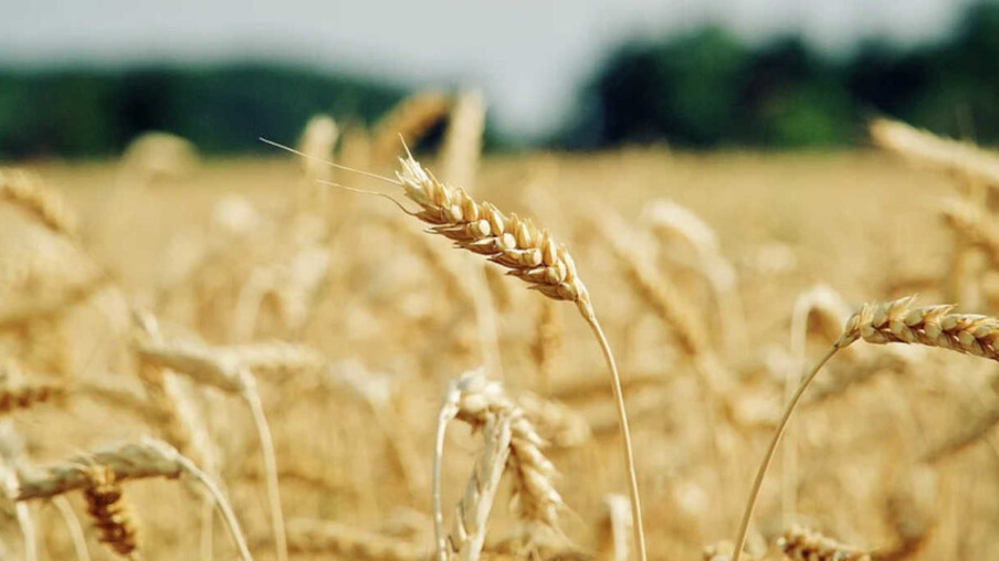 Brasil apresenta quadro de estagnação na produção de trigo