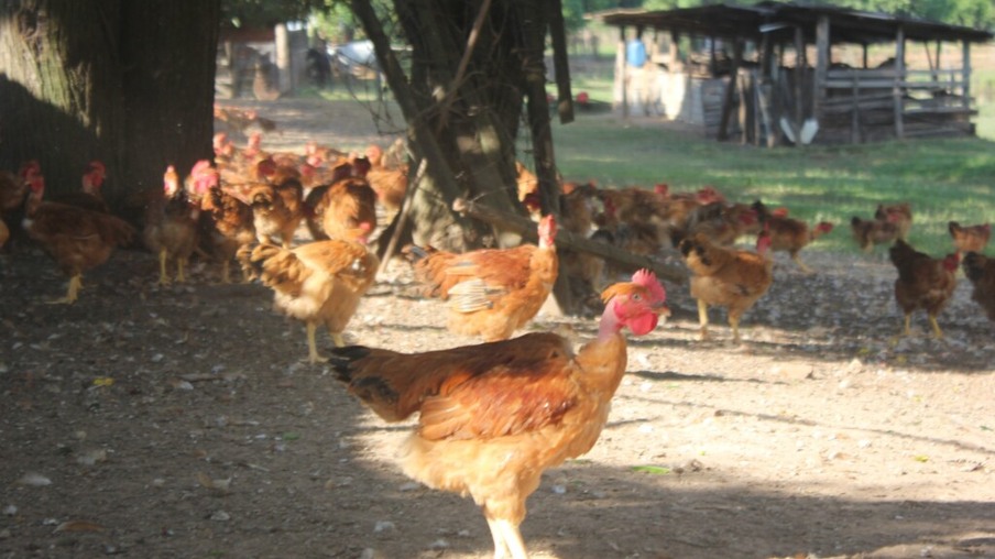 Korin fornece frango caipira livres de transgênicos para o Carrefour no Estado de São Paulo e Brasília