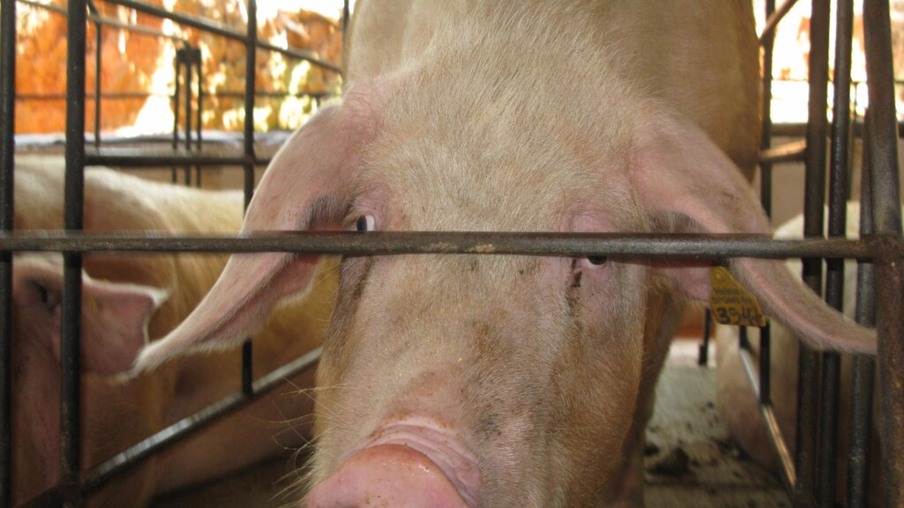 Mercado do suíno perdeu sustentação