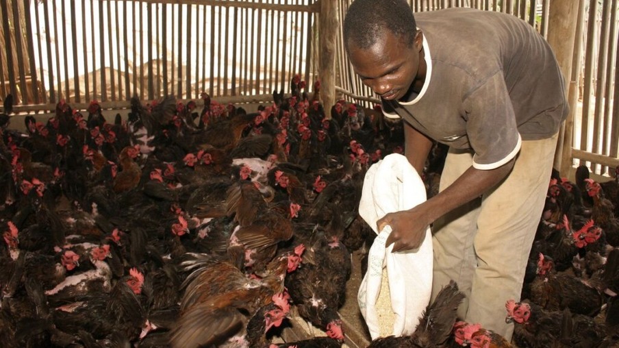 Togo abate aves após o surto de influenza aviária H5N1