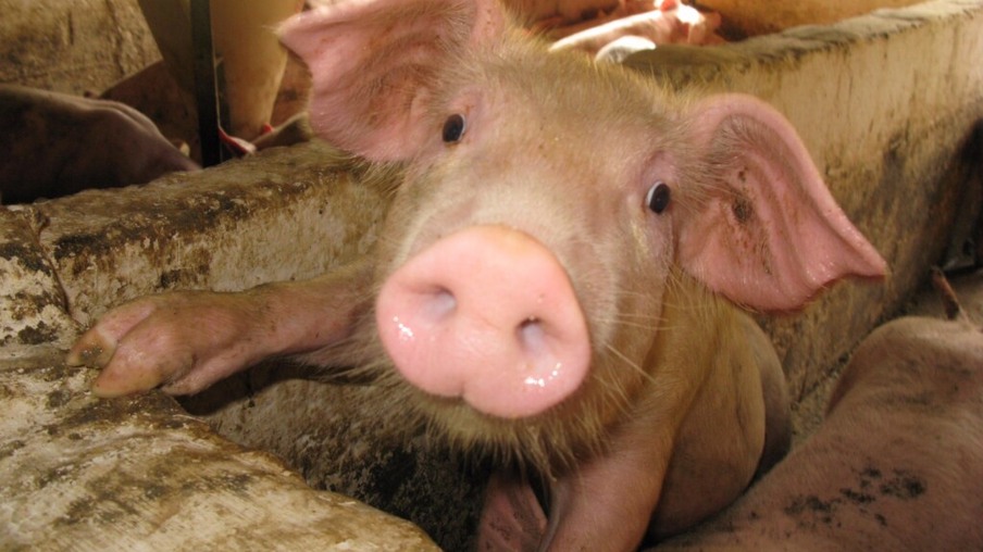 Mais de 11 mil suínos protegidos contra a peste suína clássica na região de Madre de Dios