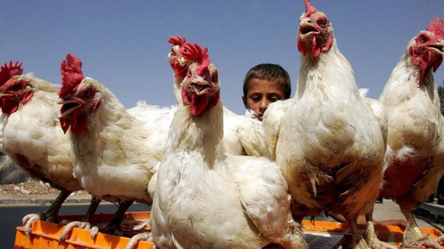 Preços de aves sofrem queda de 30% na Jordânia