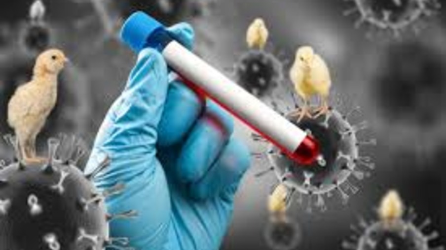 Brasil pode continuar livre de gripe aviária diz Profª Dra. Masaio em entrevista para Avicultura Industrial