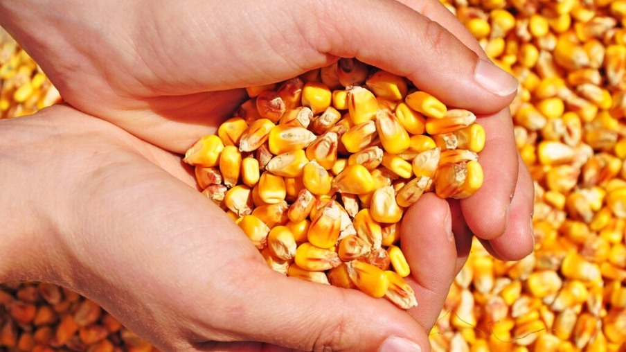 Produção de milho norte-americana foi revisada para cima