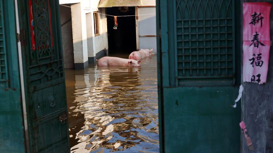 Suinocultores de subsistência na China perdem animais em enchentes