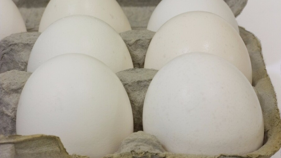 Preços dos ovos caíram na granja e no atacado nos últimos trinta dias