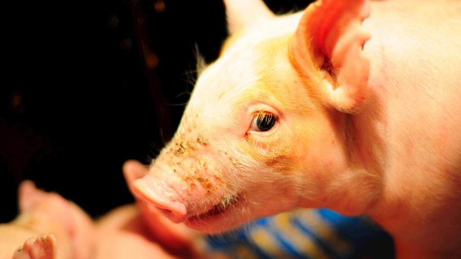 Exportação de carne suína seguirá em nível elevado devido a peste na Ásia, diz UE
