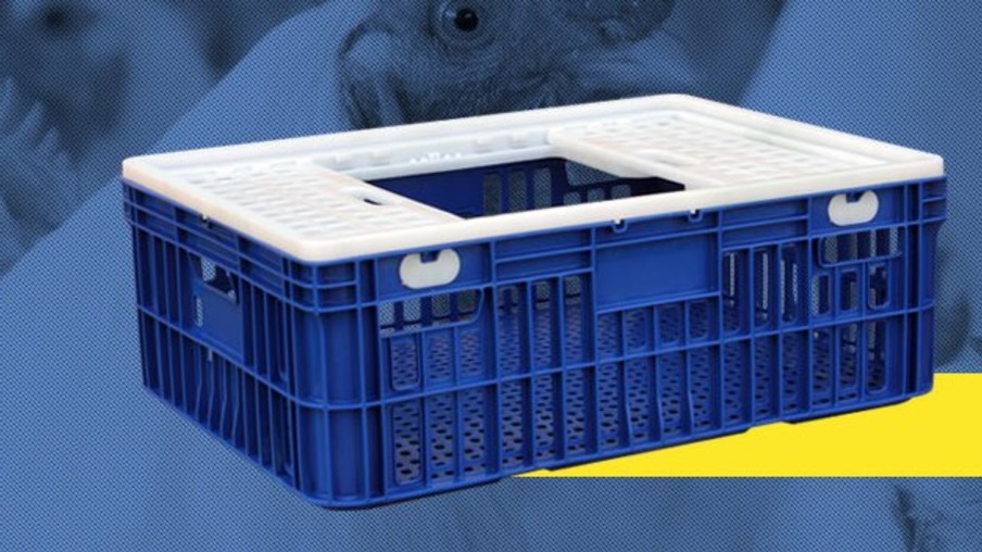 Transportar aves em gaiolas assegura qualidade e rendimento das carcaças
