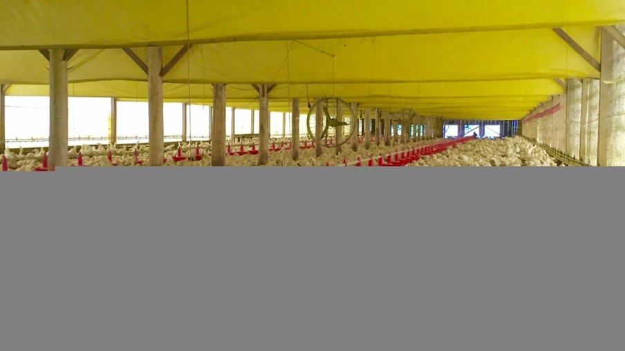 Produtores trocam frangos por patos