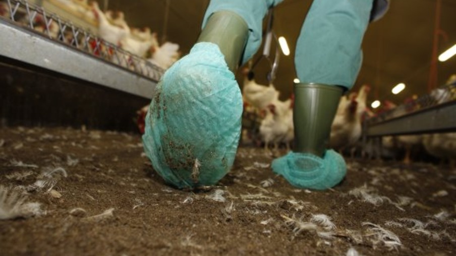 "Biossegurança é a ferramenta mais importante da avicultura", Ron Fouchier