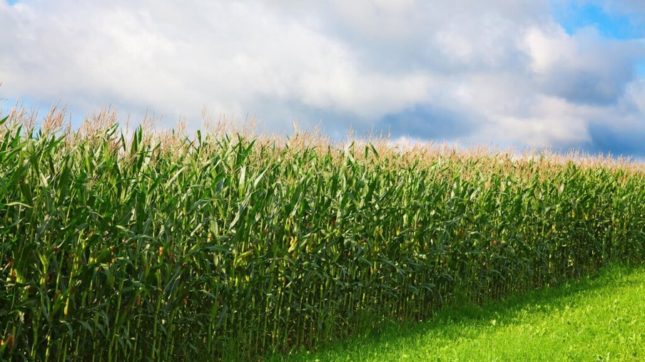 Com investimento de R$ 1 bilhão, MT terá nova usina de etanol de milho