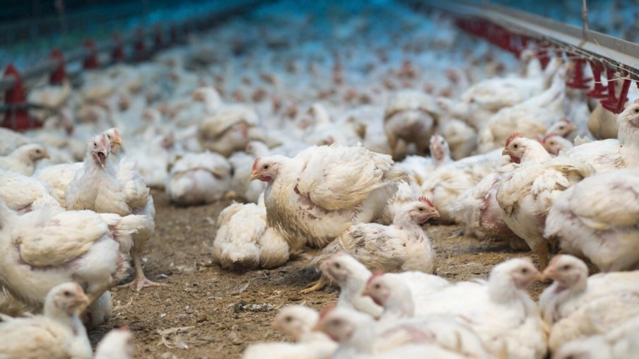 Cama de frango: influência do manejo de reuso entre lotes na persistência de Salmonella Heidelberg