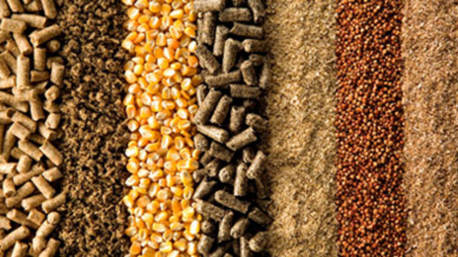 Previsão de Safra: IEA aponta boas perspectivas de produção e produtividade para os grãos em 2021