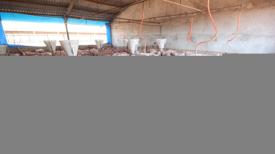 Mato Grosso intensifica exportação de suínos reprodutores para a Argentina