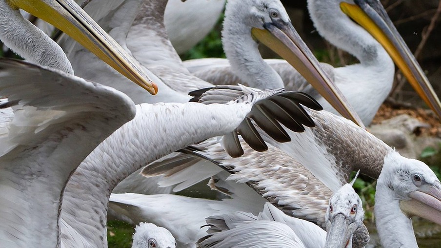 Zoológico de Viena sacrifica 20 pelicanos-crespos por surto de gripe aviária