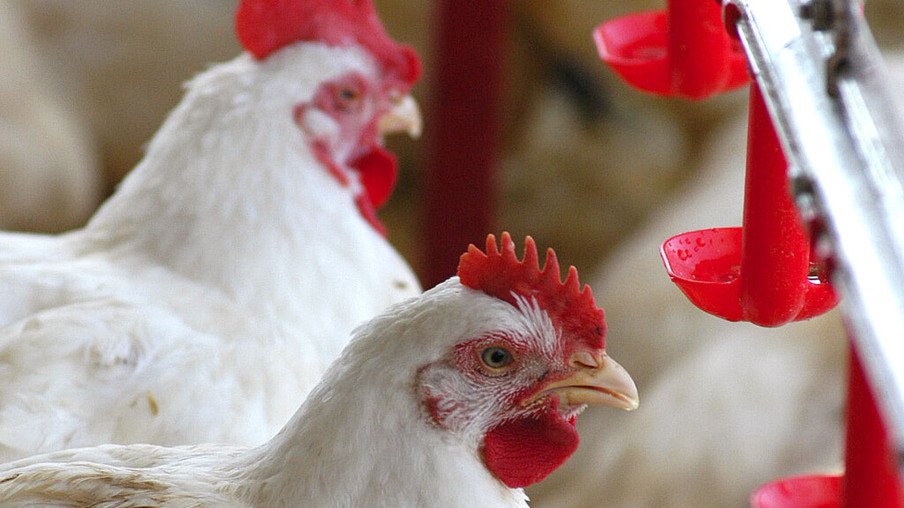 Granja de frangos Foto: Jos Adair Gomercindo-SECS