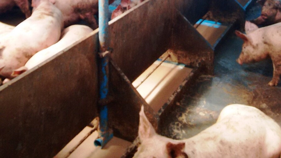 A alimentação líquida para suínos e seu impacto no custo total de produção - por Leandro Pereira