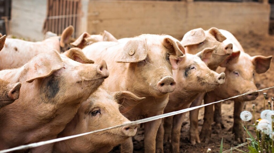 O preço do suíno não é ruim na Argentina, mas tem o menor poder aquisitivo de milho em dois anos