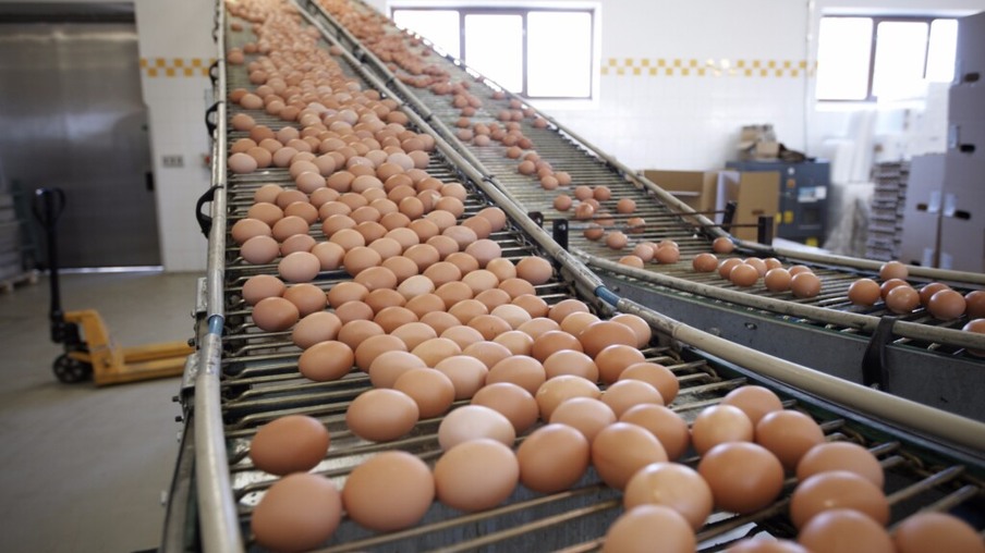 Para atender demanda, produção de ovos mundial precisa crescer 50%
