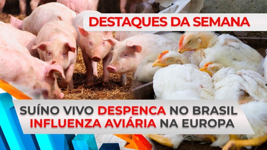 DESTAQUES - Suíno vivo despenca no Brasil e influenza aviária assusta Europa
