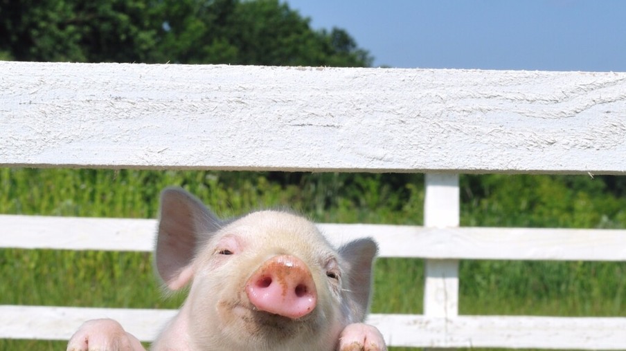 45º Dia Estadual do Porco ocorre no dia 9 de agosto
