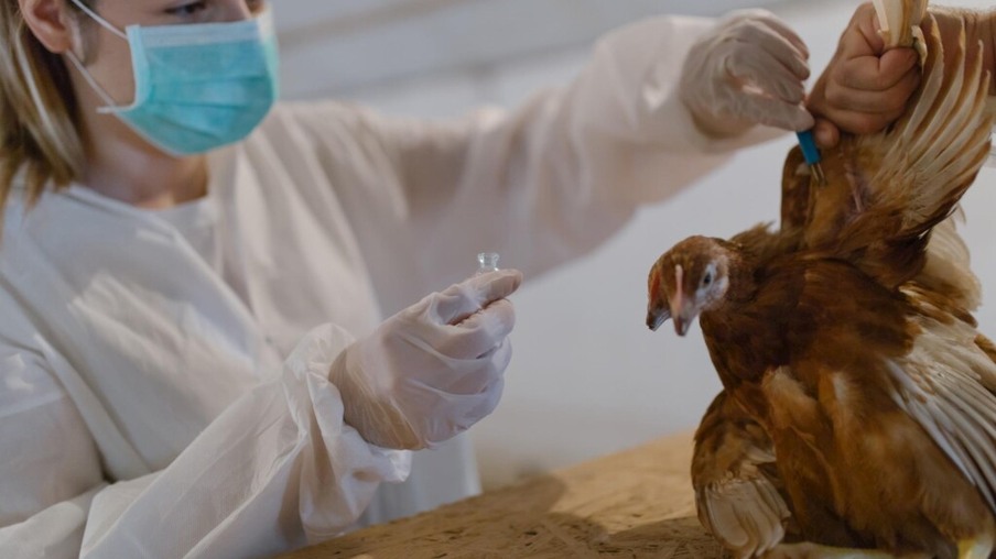 Aumento de casos de gripe aviária em humanos na China mostra risco de variantes