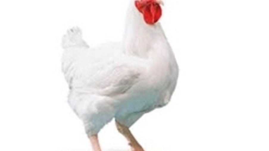 Genética avícola lança Macho MV com redução de 30g de ração para produzir um quilo 