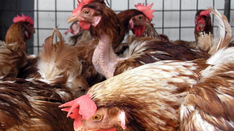 Primeiro surto de influenza aviária atinge a Filipinas