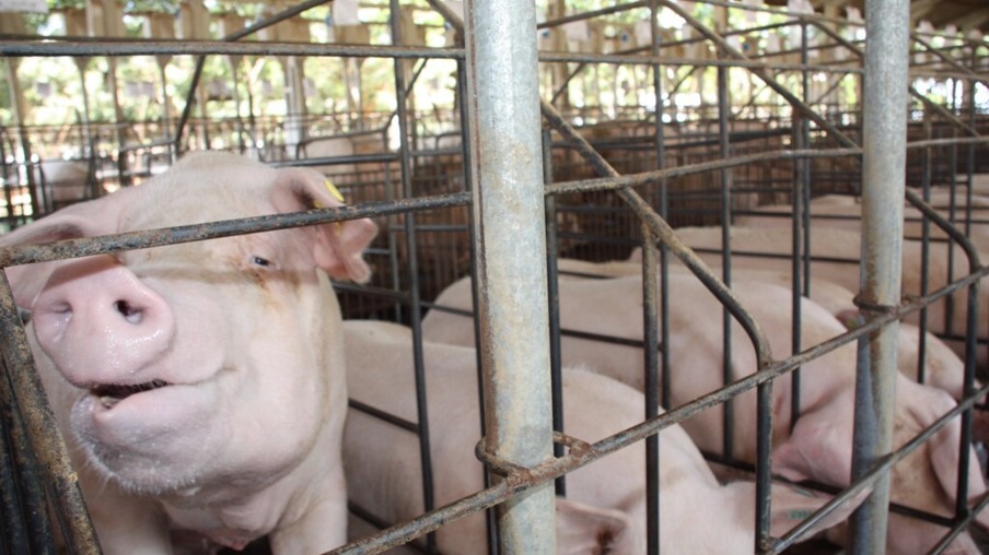 Filipinas: Peste suína atinge 19 vilas e cidades em E. Visayas