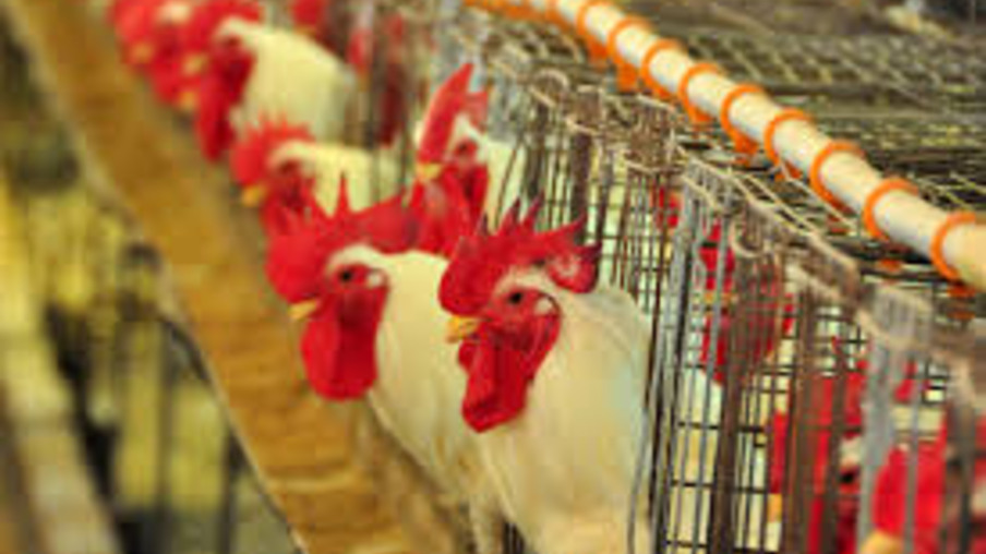 Novas regras sobre Salmonella na cadeia de aves devem levar a ajustes de custos