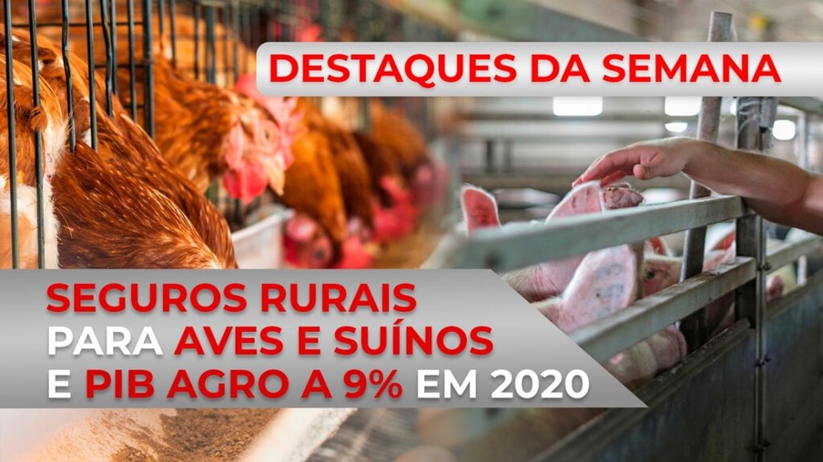 DESTAQUES - Seguros rurais para aves e suínos e PIB agro a 9% em 2020