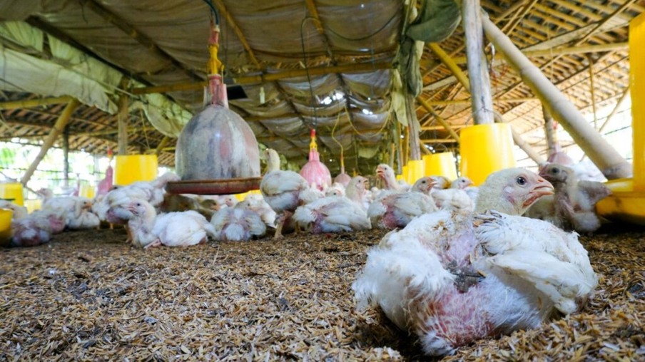 Espanha: 86 granjas avícolas fecharam em Castilla y León