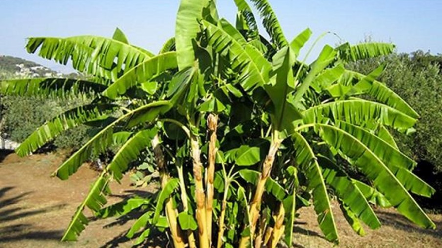 Iniciativa transforma resíduos da bananeira em prato biodegradável