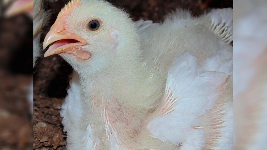 Adepara intensifica fiscalização em granjas avícolas
