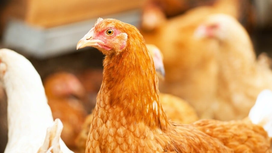 Dois avicultores testam positivo para gripe aviária no Reino Unido