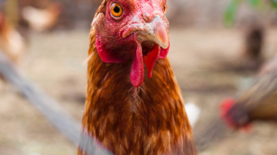Produtor em Mato Grosso cria aves caipiras em galinheiro móvel