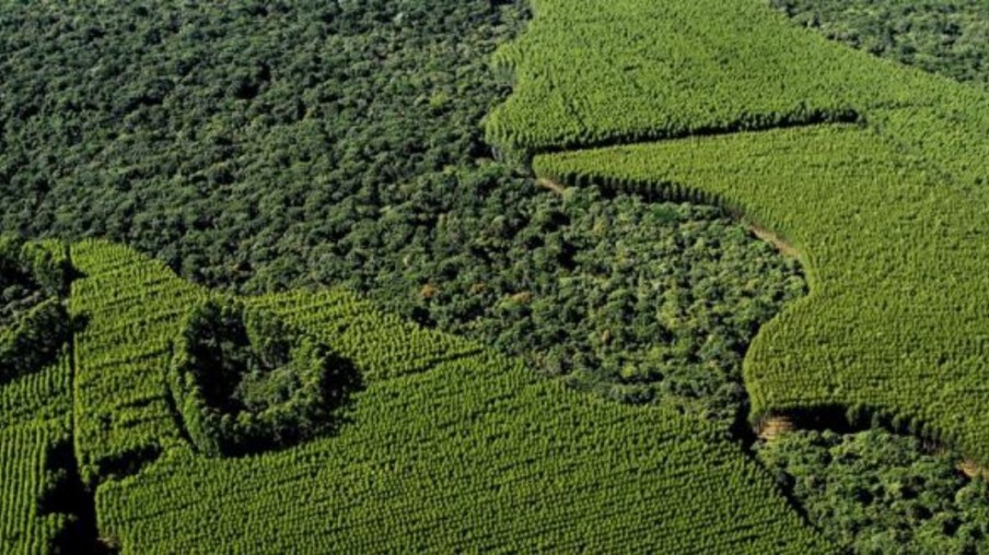 Governo de São Paulo lança programa para recuperação de vegetação nativa