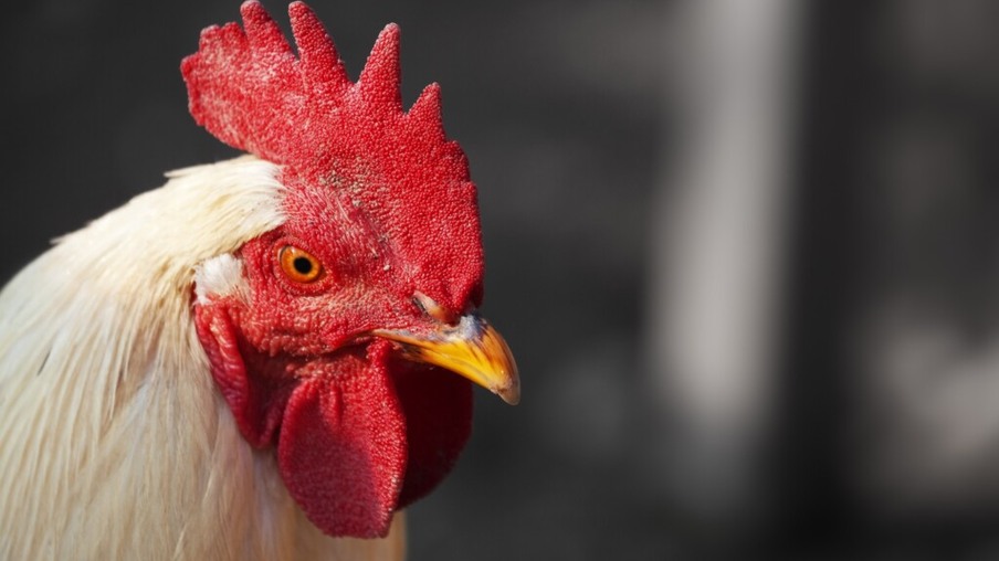 Associação Brasileira de Proteína Animal debate medidas de prevenção local após novos surtos de gripe aviária na Europa e Ásia