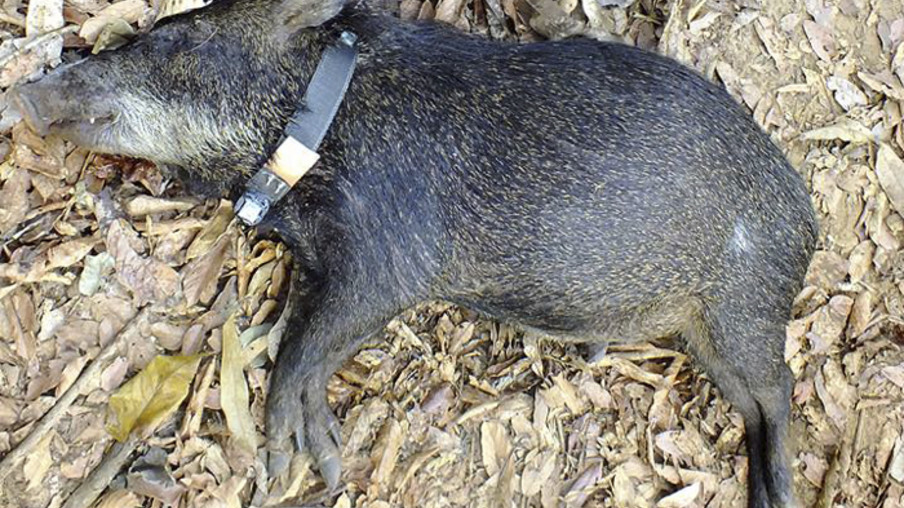 Pesquisadores desenvolvem modelo brasileiro de colares para monitoramento animal