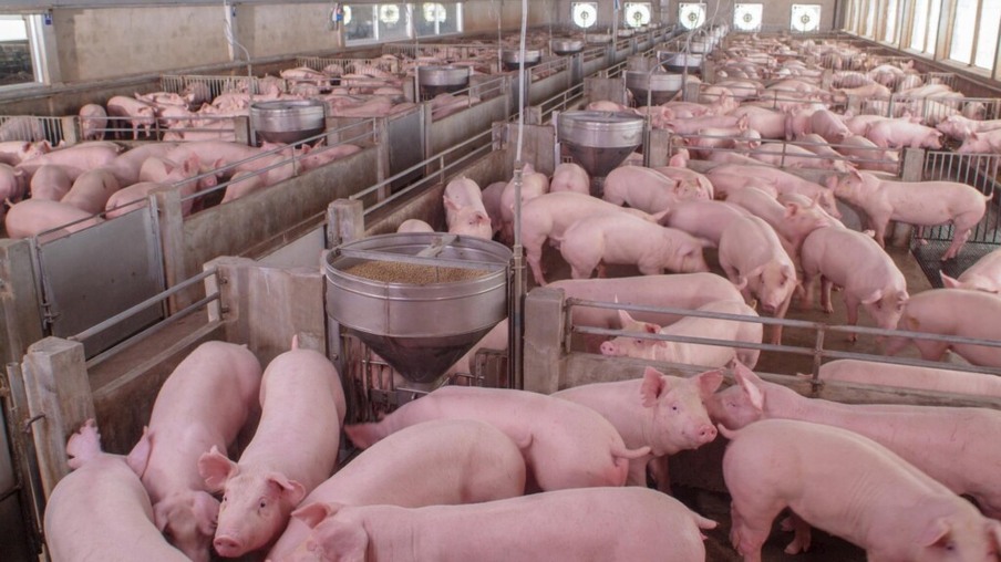 Com baixa oferta de animais em peso de abate, preço do suíno vivo sobe