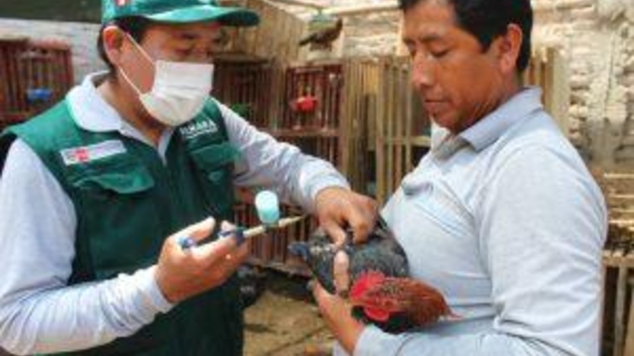 Mais de 4500 produtores de aves foram beneficiados com a vacinação contra Newcastle em Arequipa