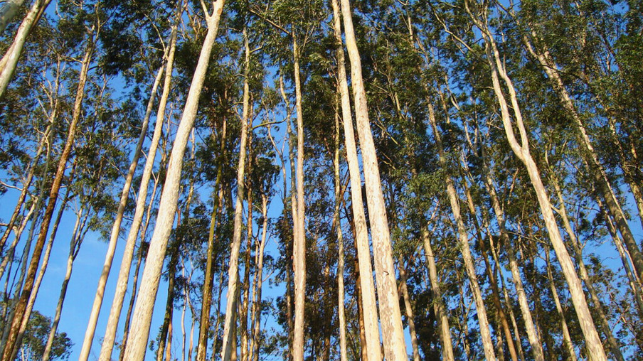 Brasil tem R$ 65 bilhões em florestas plantadas com eucalipto e pinus