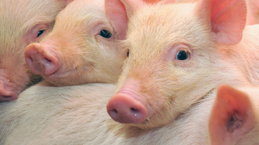 Pigs who are photographed on one of farms