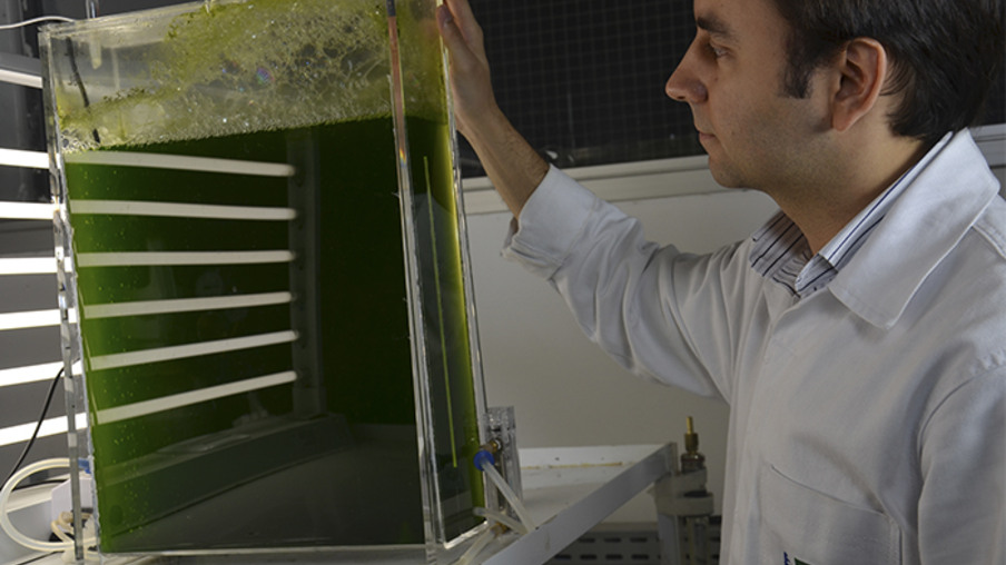 Pesquisa encontra microalgas que crescem em resíduos e geram biocombustíveis e ração animal