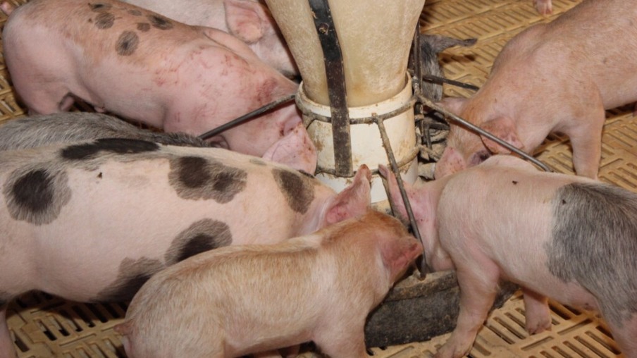 Custo de produção do quilo de suíno vivo passa R$ 4 em maio
