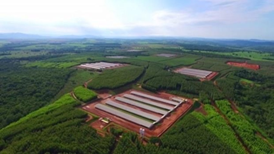 SuperFrango quer investir em produção no Tocantins