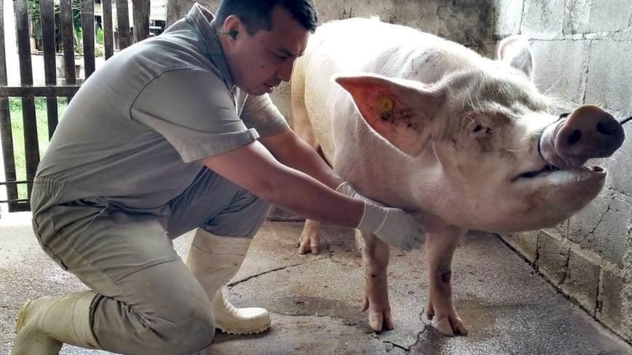 Idaf realiza monitoramento para comprovar ausência da peste suína clássica no ES