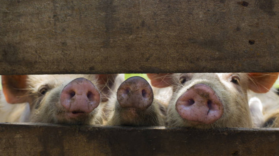 Peste suína africana ameaça se espalhar pela Ásia, alerta FAO